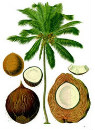 nucifera cocos