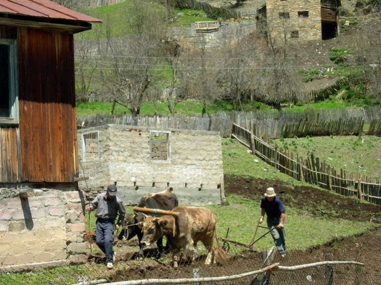 איכרים מקומיים חורשים אדמה בגרוזיה