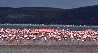 להקת פלמינגו מרהיבה באגם בקניה