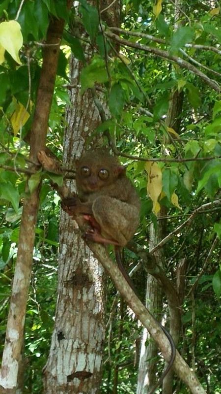 בעל חיים נדיר ביערות הפיליפינים