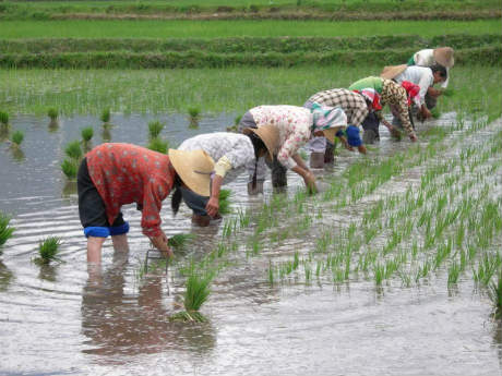 classic-rice-field