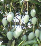 Mango-fruit